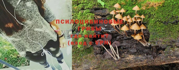 прущие грибы Алексеевка